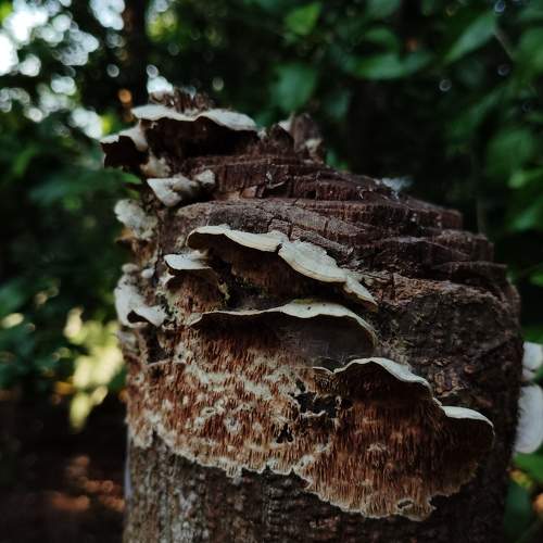 Photo #9954289