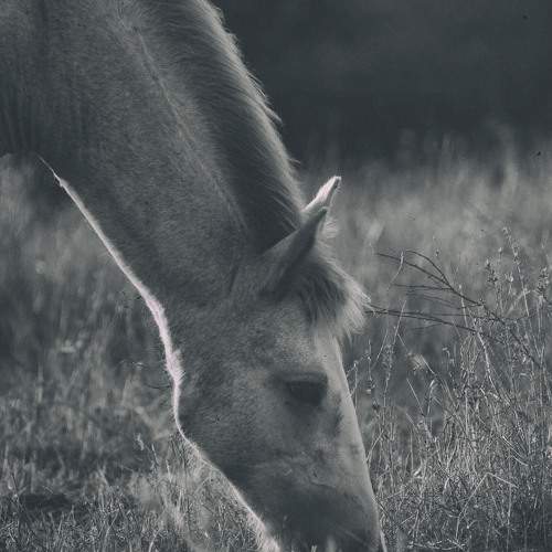Photo #9954405