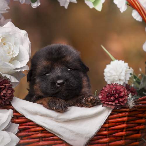 Photo #9955012