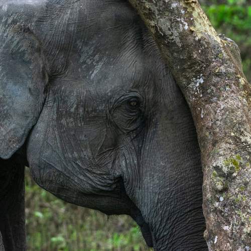 Nature's bond...