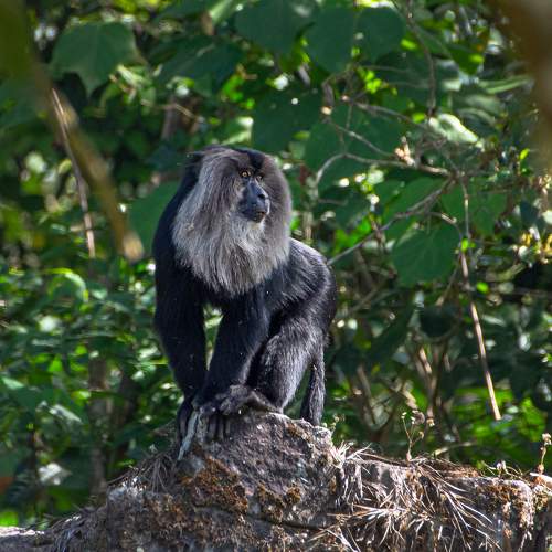 Lion-tailed Macaque