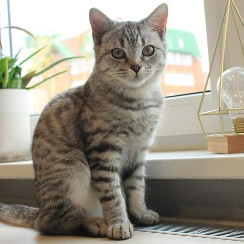 Photo #9957374