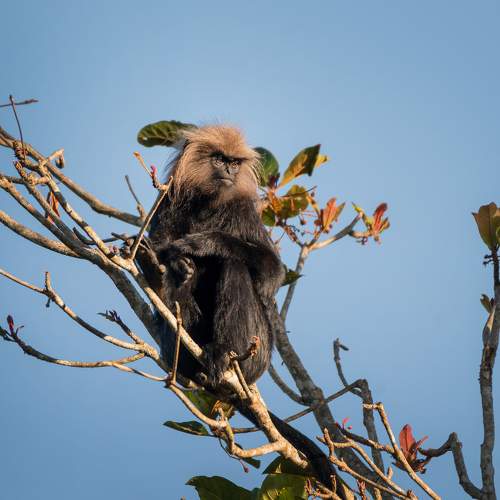 The glossy langur