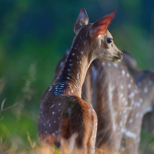 Photo #9957827