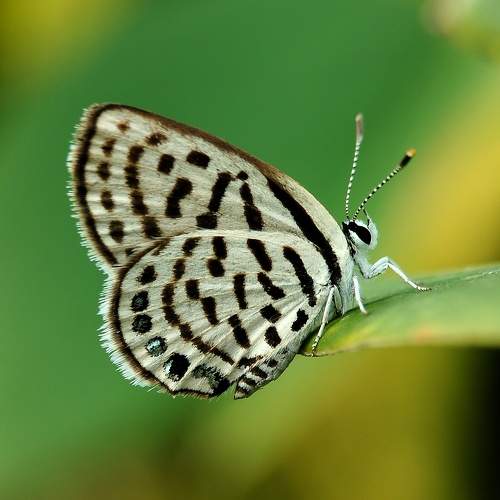 Scientific name tarucus nara insects