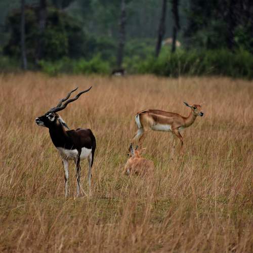 Black Buck