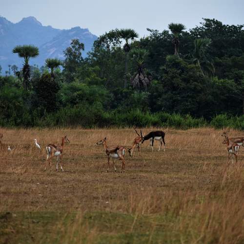 Black Buck Family