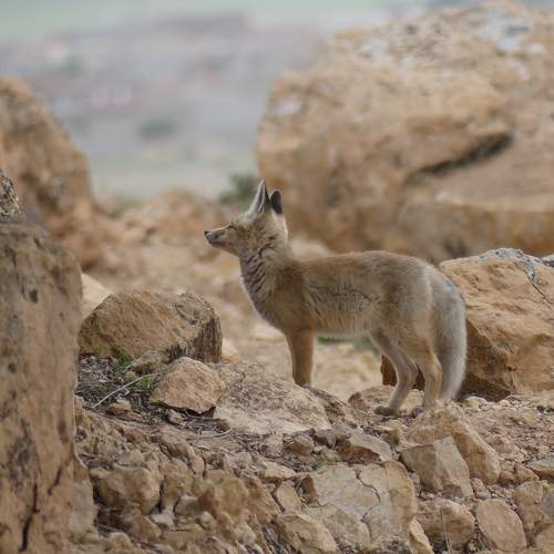 baby fox