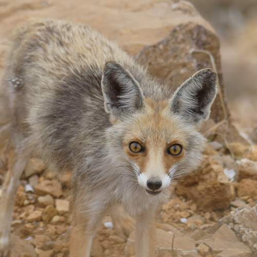 Red fox