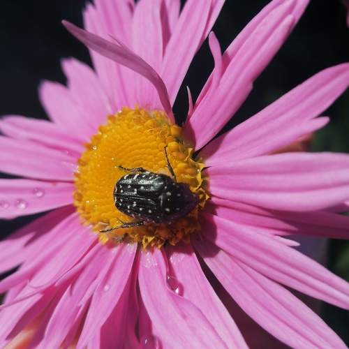 Photo #9961888