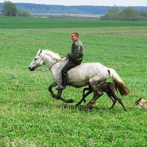 На лугу