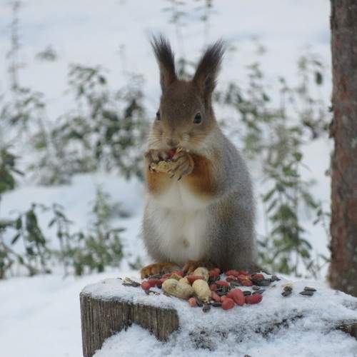 Photo #9963318