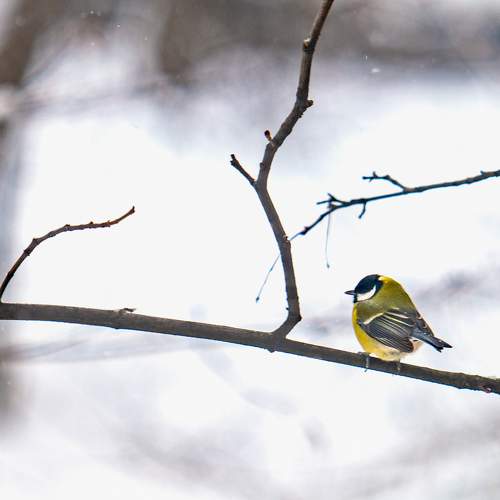 Photo #9965299