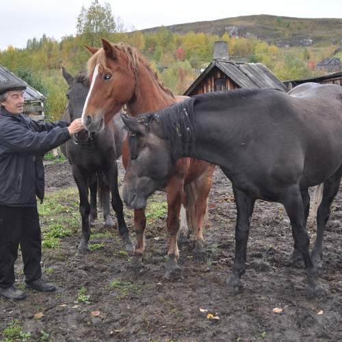 Запрягай