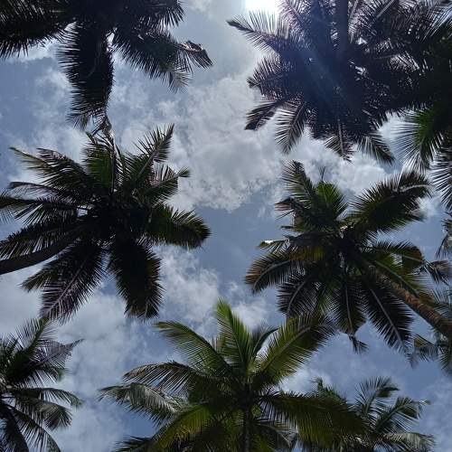 Afternoon Sky