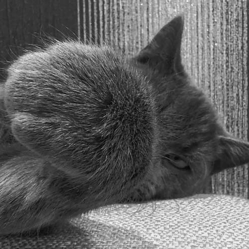 Photo #9965779