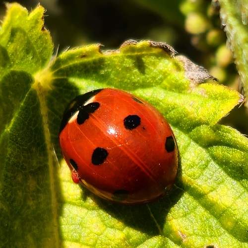 Photo #9967347