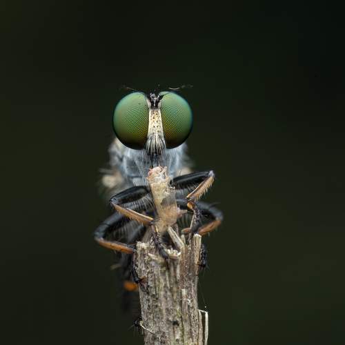 Robberfly with aphid kill