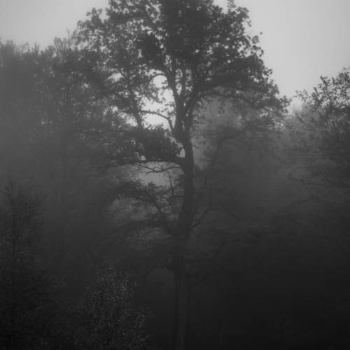 The Mist