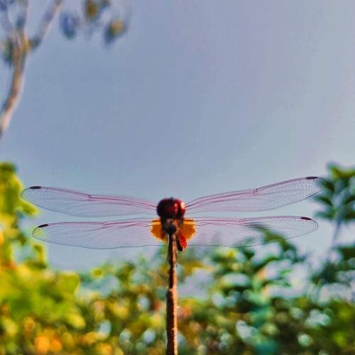 Photo #9975171