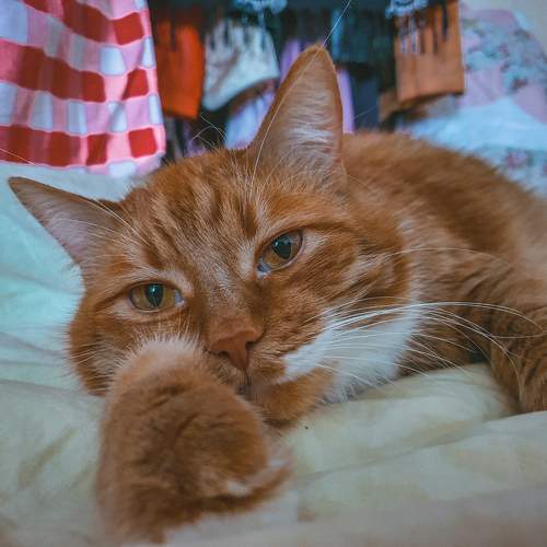 Photo #9978498