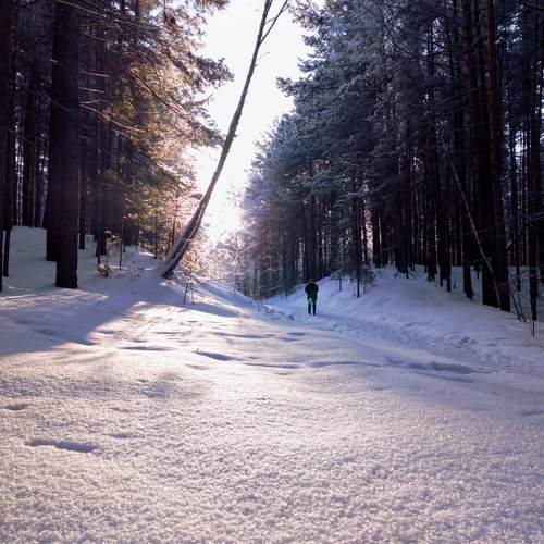 Fairy tale in the winter forest