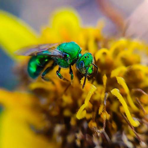 Una simbiosis vibrante de colores y vida