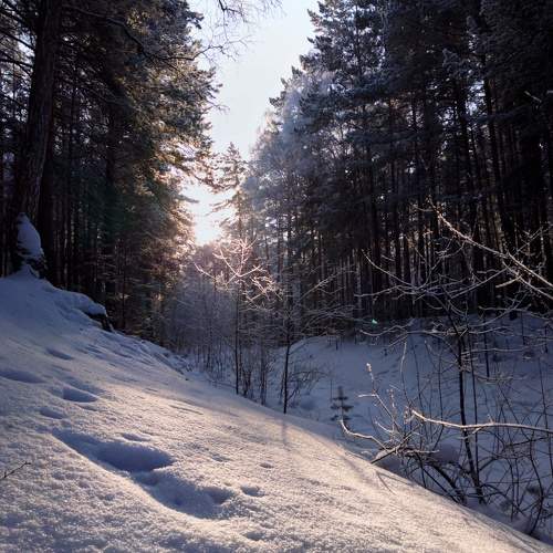 Fairy tale in the winter Siberian forest