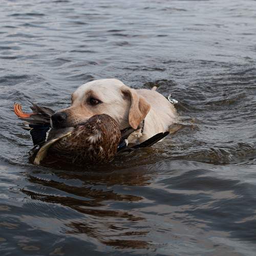 Photo #9980321