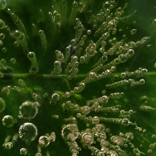 Photo #9985573