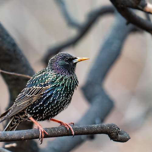 Photo #9985858