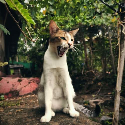 Photo #9986012