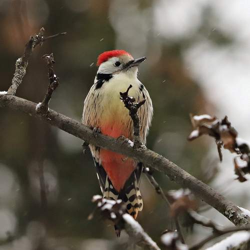 Photo #9986210