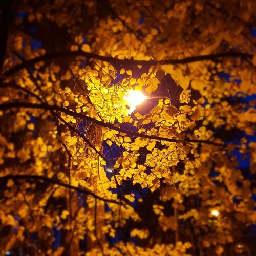 Photo #9986615