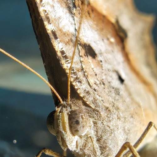Photo #9987503
