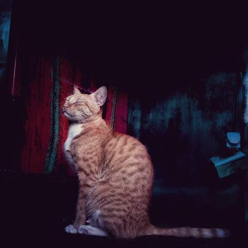 Photo #9989060