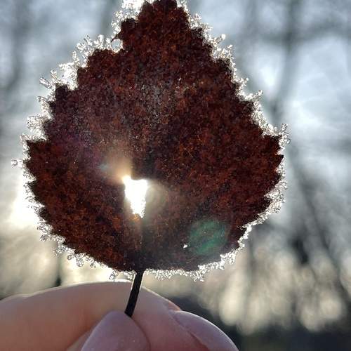Photo #9991001