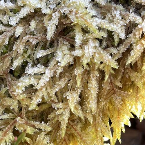 Photo #9991002