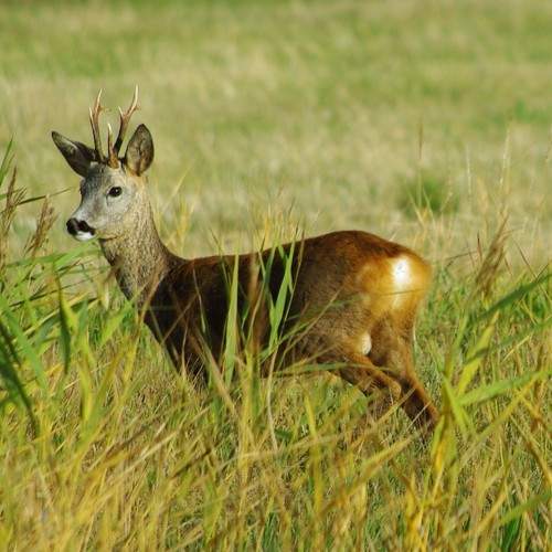 Photo #9991611