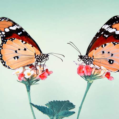 Photo #9994158