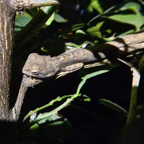 Indian Jungle Lizard