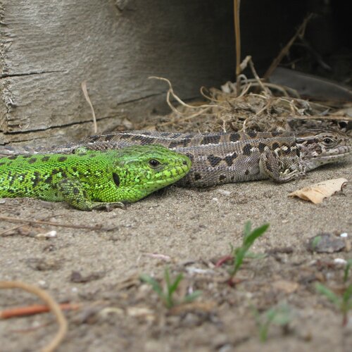 Photo #1000579