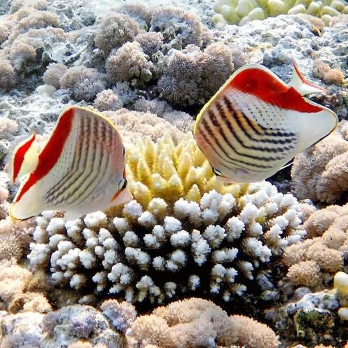 Chaetodon paucifasciatus - Crown butterflyfish - Красноспинная рыба-бабочка (Египет, Красное море)