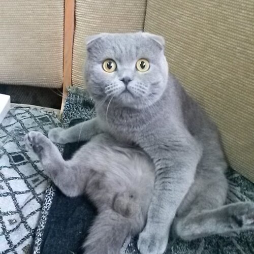 Котик