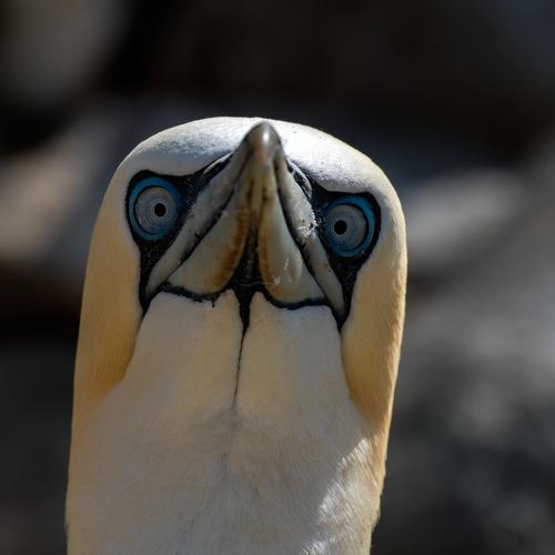 I SEE YOU