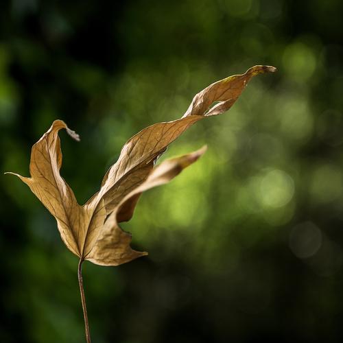Maple Leaf