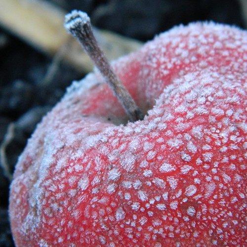 Первые заморозки