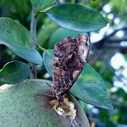 Photo #10000426