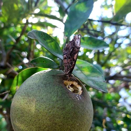 Photo #10000448