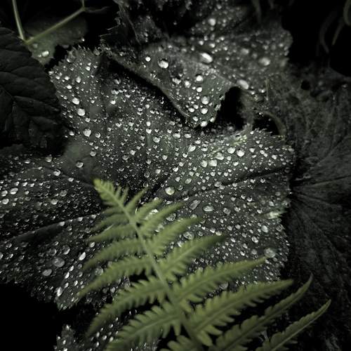 Photo #10002504